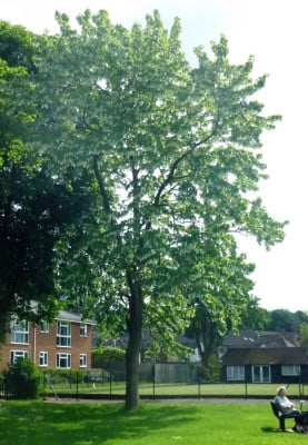 pocket handkerchief tree Gostrey Meadow copyright FTC