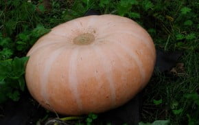 Winning pumpkin.