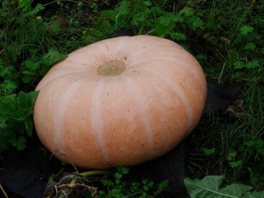 Winning pumpkin.