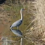 Heron copyright FRMC