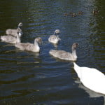 Swan with signets copyright FRMC