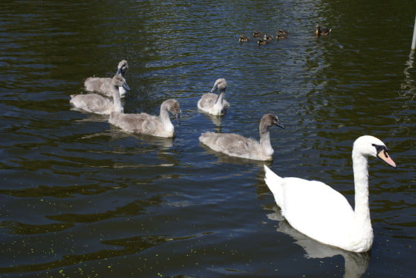 Swan with signets copyright FRMC