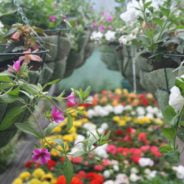 Hanging baskets and flowers in a greenhouse