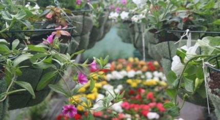 Hanging baskets and flowers in a greenhouse