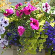 Hanging basket filled with brightly coloured flowers.