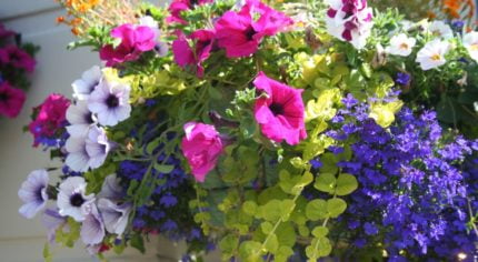 Hanging basket filled with brightly coloured flowers.