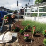 A male planting flowers into a flower bed.