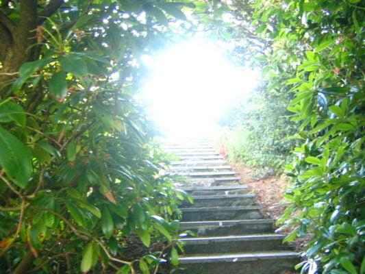 Stone steps with trees surrounding the foreground.