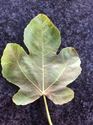 Fig leaf