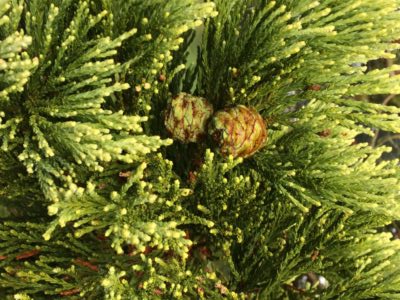 leaves-and-cones-of-giant-redwood