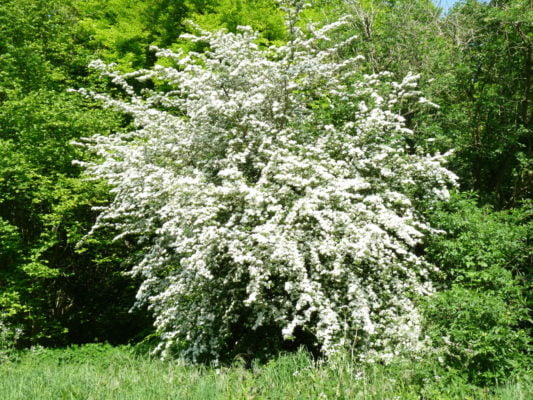 hawthorn-may-blossom