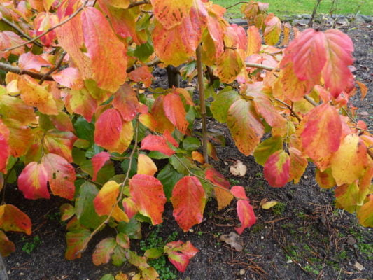 Small tree with red and yellow leaves.