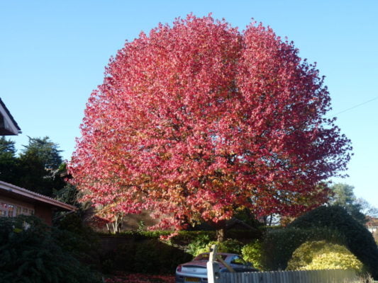 Large tree with red leaves