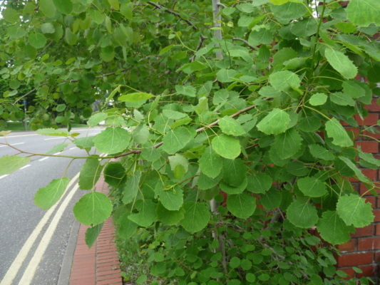 Leaves of an Aspen poplar