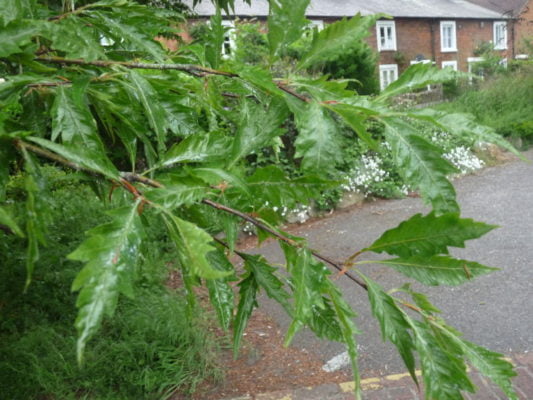 Branch of a beech tree