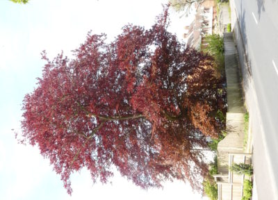 Large purple beech tree.