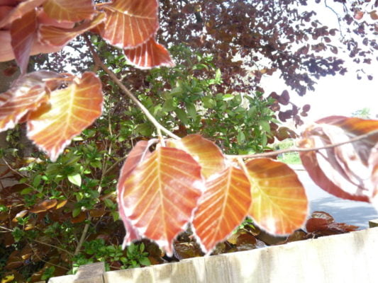 Purple beech hedge in the summer