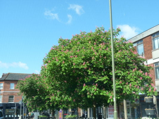 Red Horse chestnut-tree