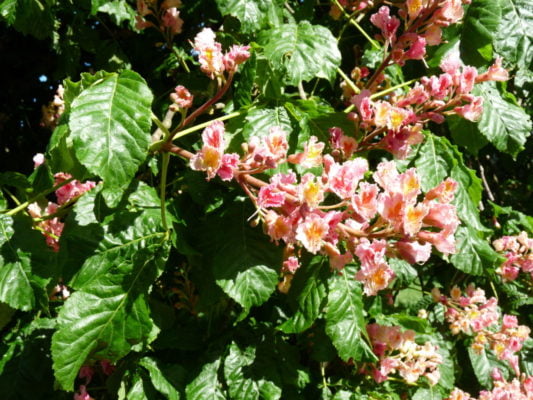 Red horse chestnut flower