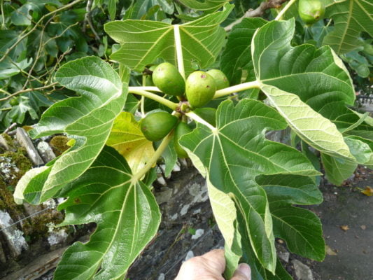 Green leaves