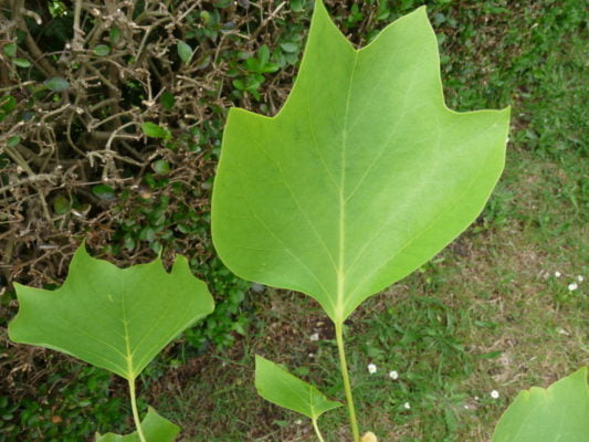 Tulip tree leaves