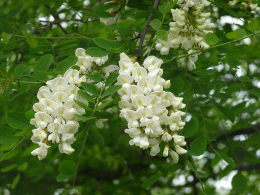 False acacia flowers