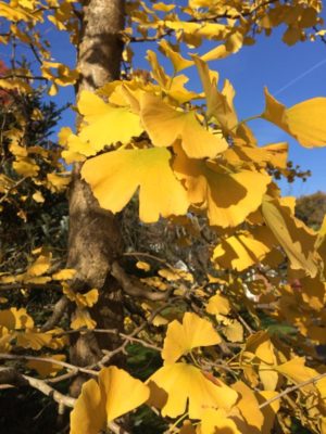 maidenhair-tree