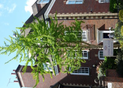 Tree in front of an office building.