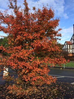 Bush with orange leaves