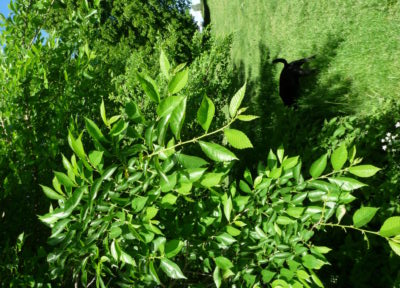 Japanese elm foliage