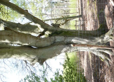 Beech tree trunk in a wood