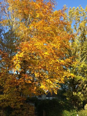 beech tree n autumn colour