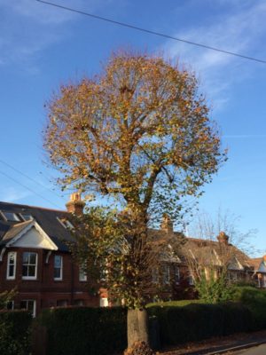 Lime tree in front of row of houses