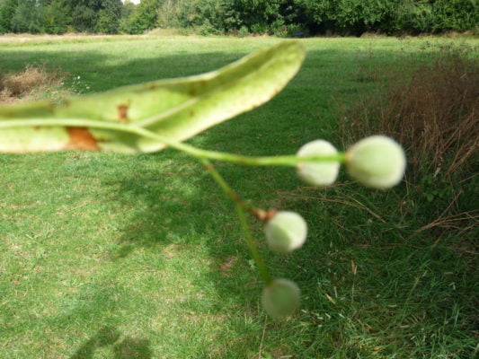 Lime seed