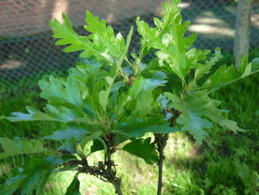 turkey oak foliage