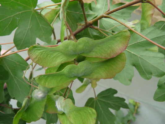 Field maple flower and seed