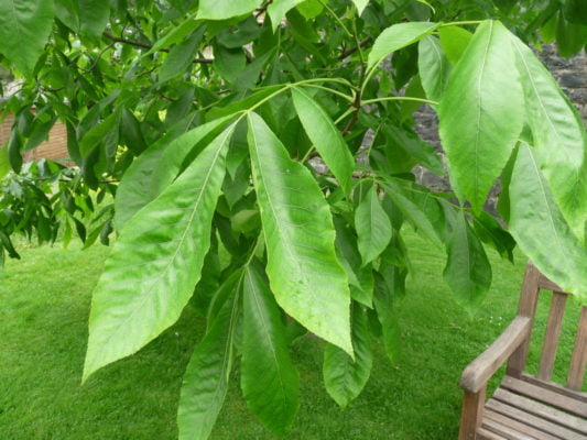 Hickory leaves