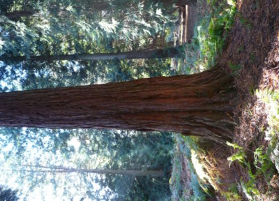 Trunk of a giant redwood