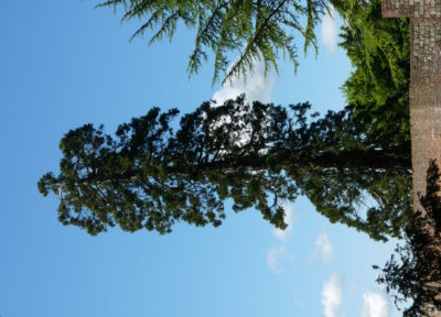 giant-redwood-tree