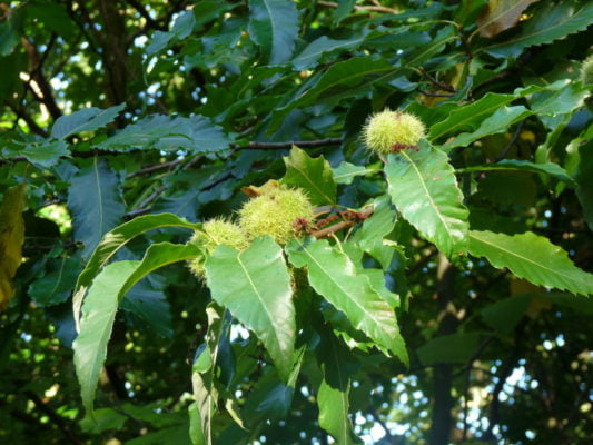 sweet chestnut autumn fruit