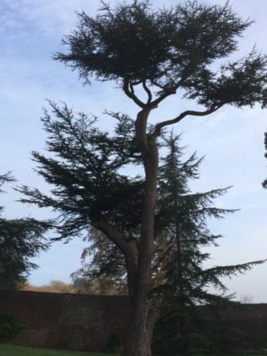 Cedar of Lebanon tree