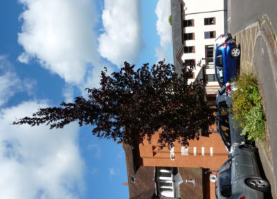 purple-dawyck-beech tree in car park