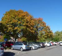 Norway maple tree on edge of car park