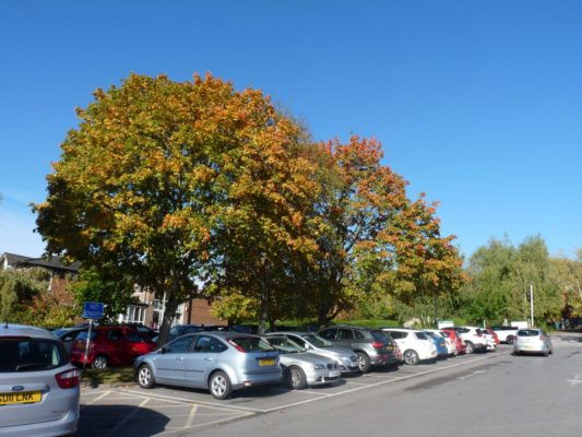 Norway maple tree on edge of car park