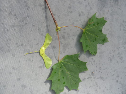 Norway maple leaf and seed.