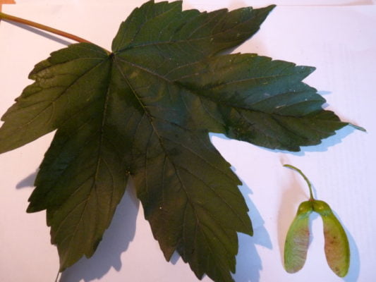 sycamore leaf and seed