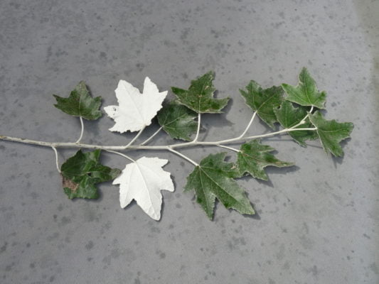 white poplar leaves