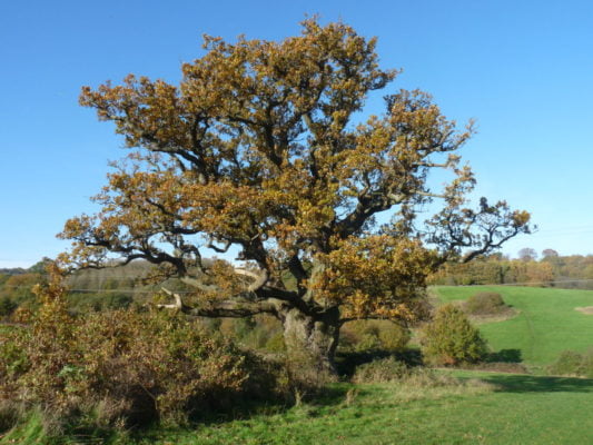 English oak in a Park