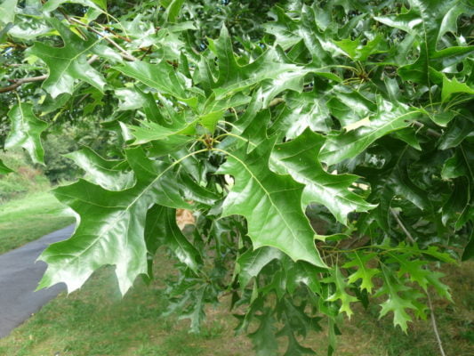 red-oak-summer-leaf