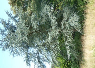 Blue atlas cedar tree